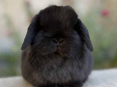 Holland Lop Buck