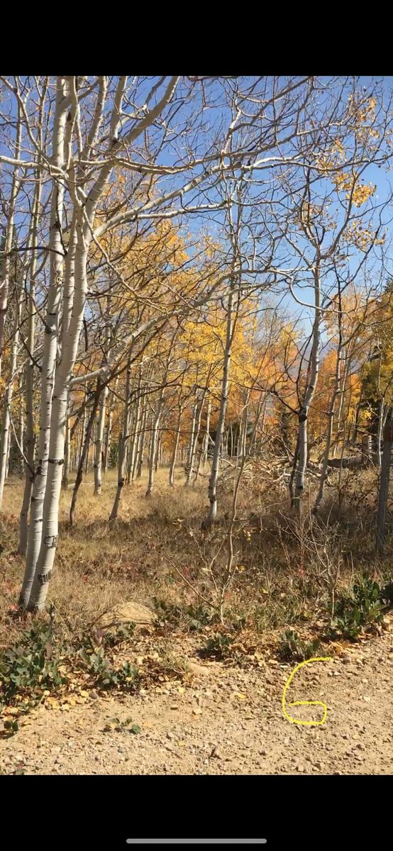 0.45 acre lot on Scofield Reservoir