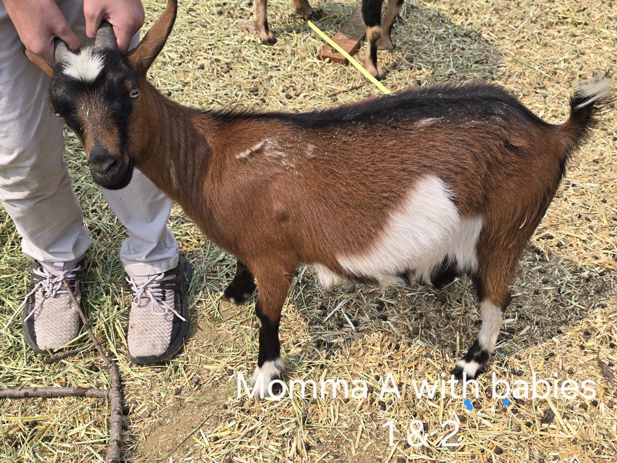 Nigerian Dwarf Goats (moms, babies, bottle babies)