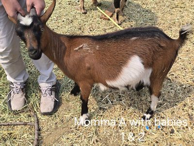 Nigerian Dwarf Goats (moms, babies, bottle babies)