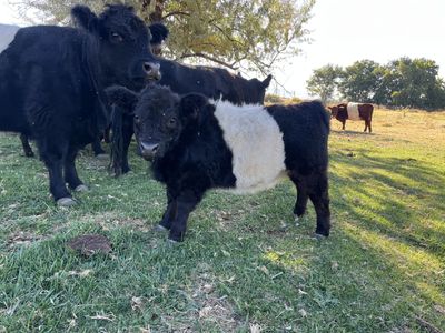 Miniature Belted Galloway Heifers