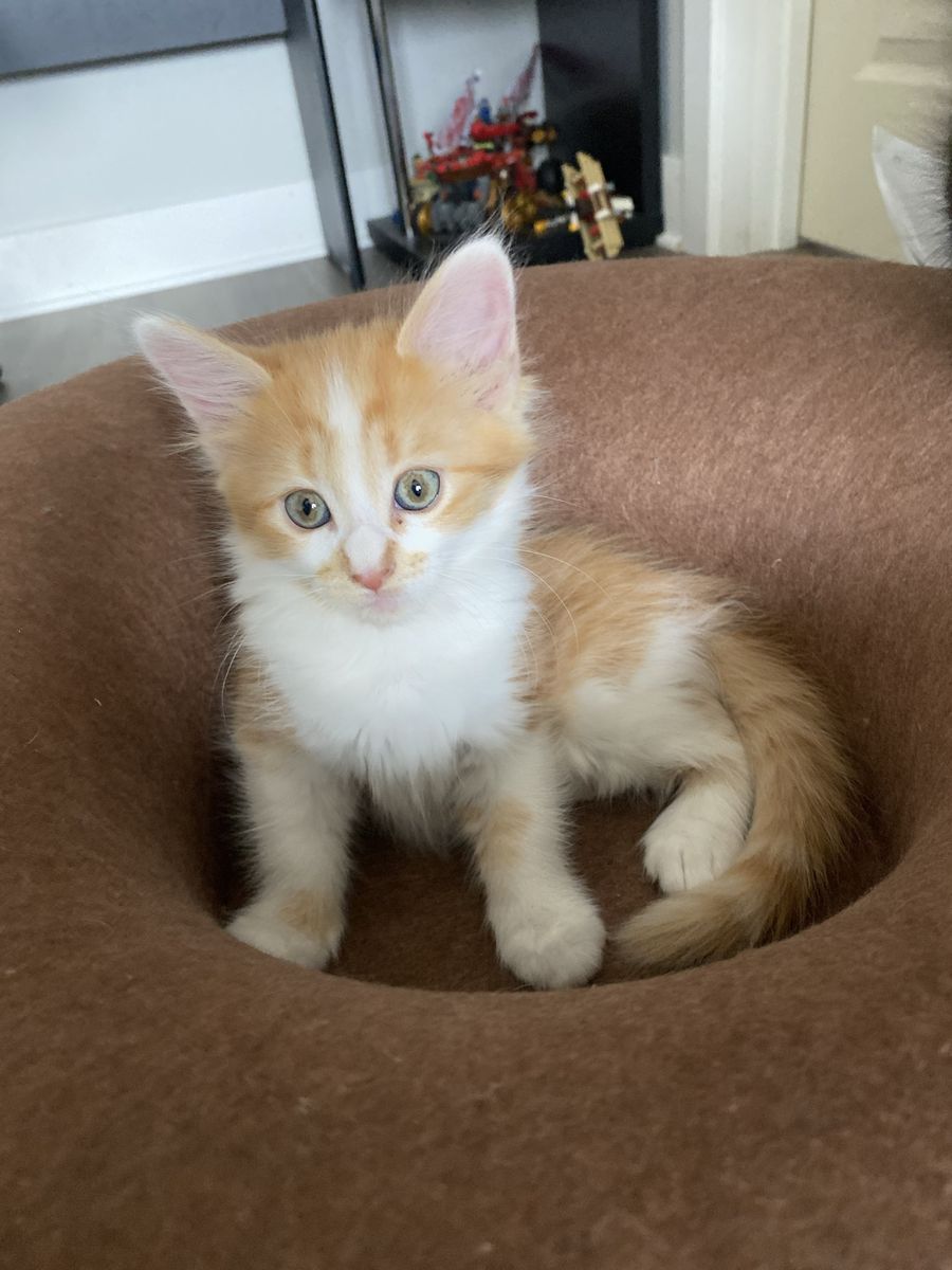 Adorable Fluffy Kittens - 8 weeks