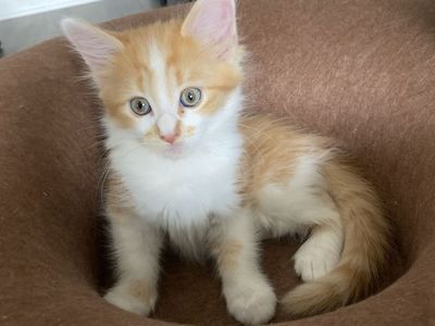 Adorable Fluffy Kittens - 8 weeks