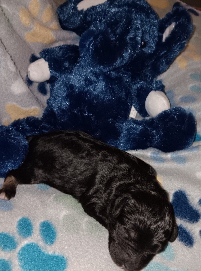 iniature Schnauzer