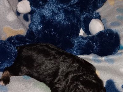 iniature Schnauzer