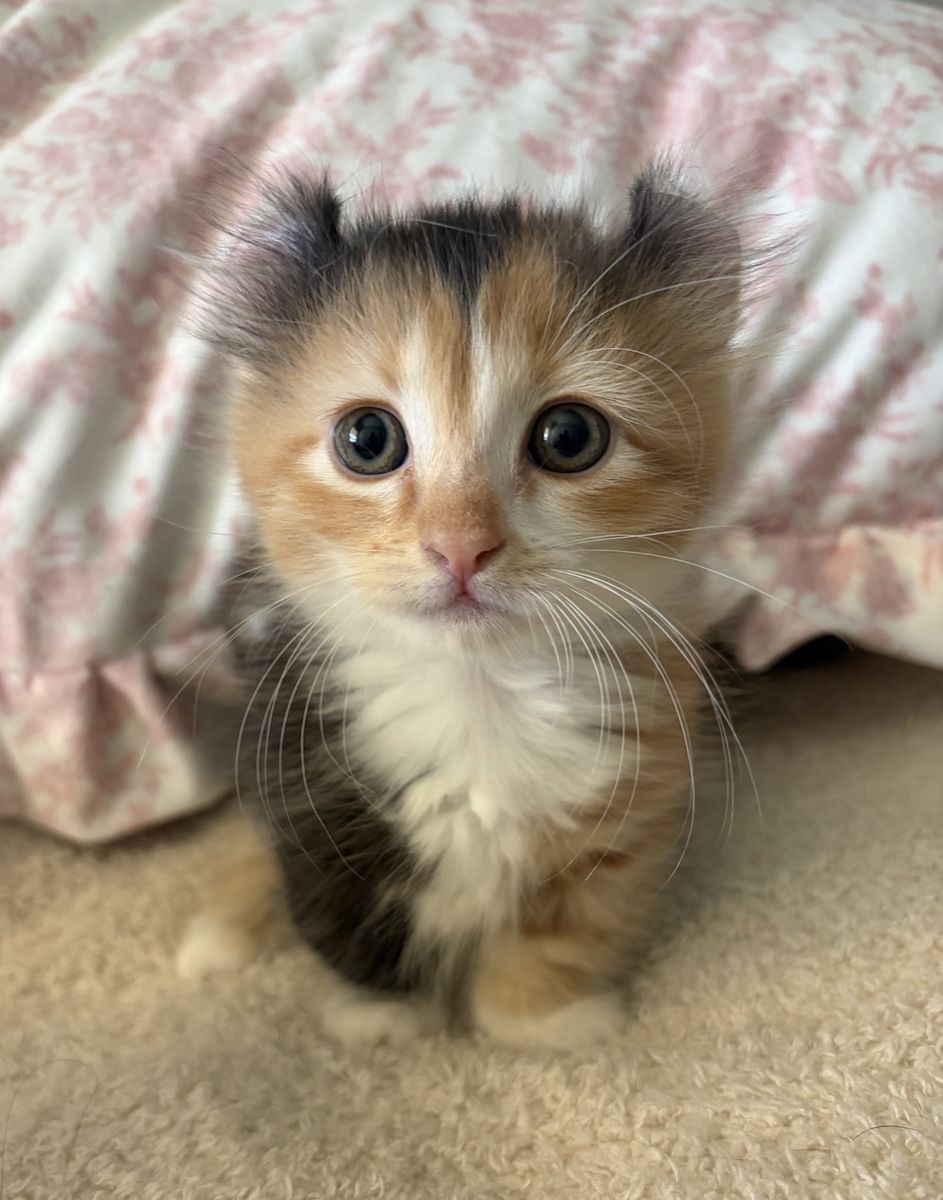 2 Adorable Dwarf Munchkin kittens with Curled back Ears! One w/Curly hair and Whiskers!