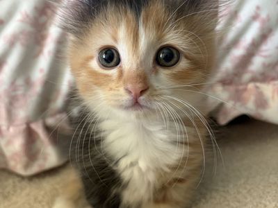 2 Adorable Dwarf Munchkin kittens with Curled back Ears! One w/Curly hair and Whiskers!