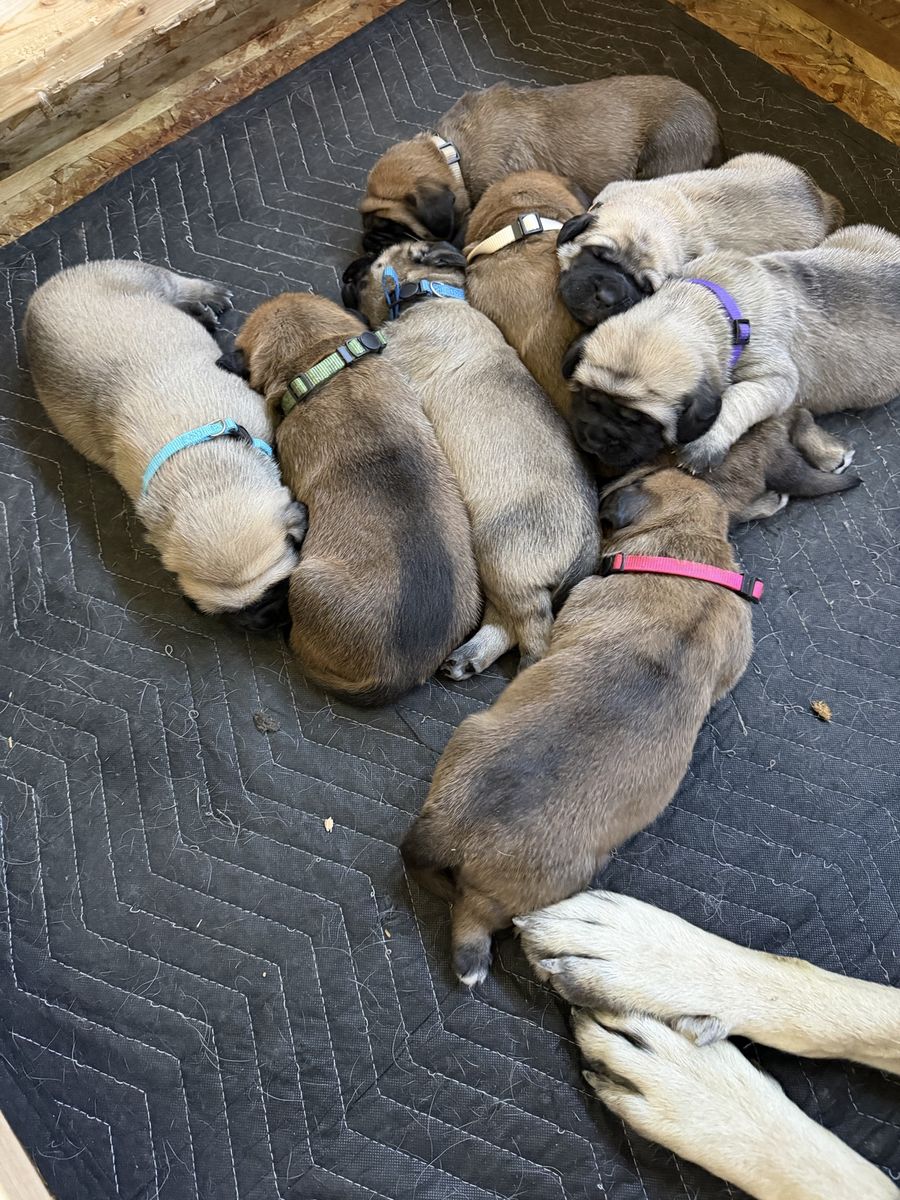 English Mastiff Puppies