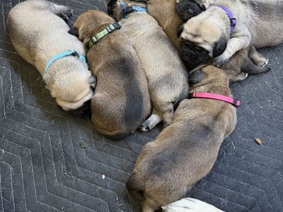 English Mastiff Puppies