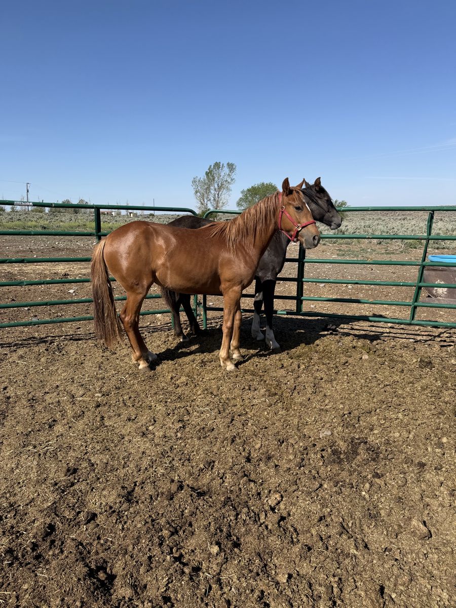 Grade Yearling Quarter Horse