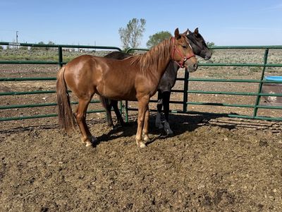 Grade Yearling Quarter Horse