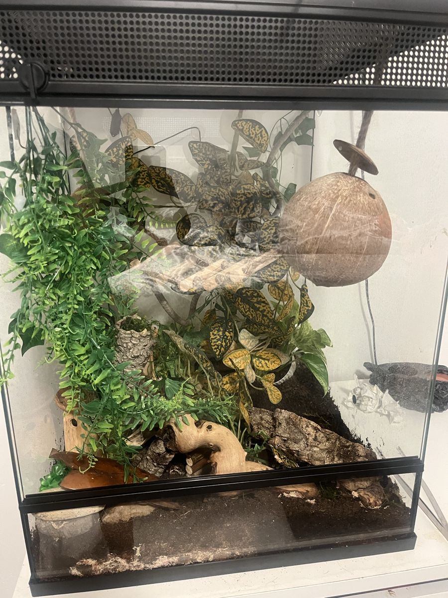 Crested gecko plus cage