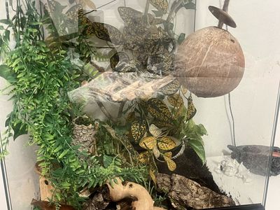 Crested gecko plus cage
