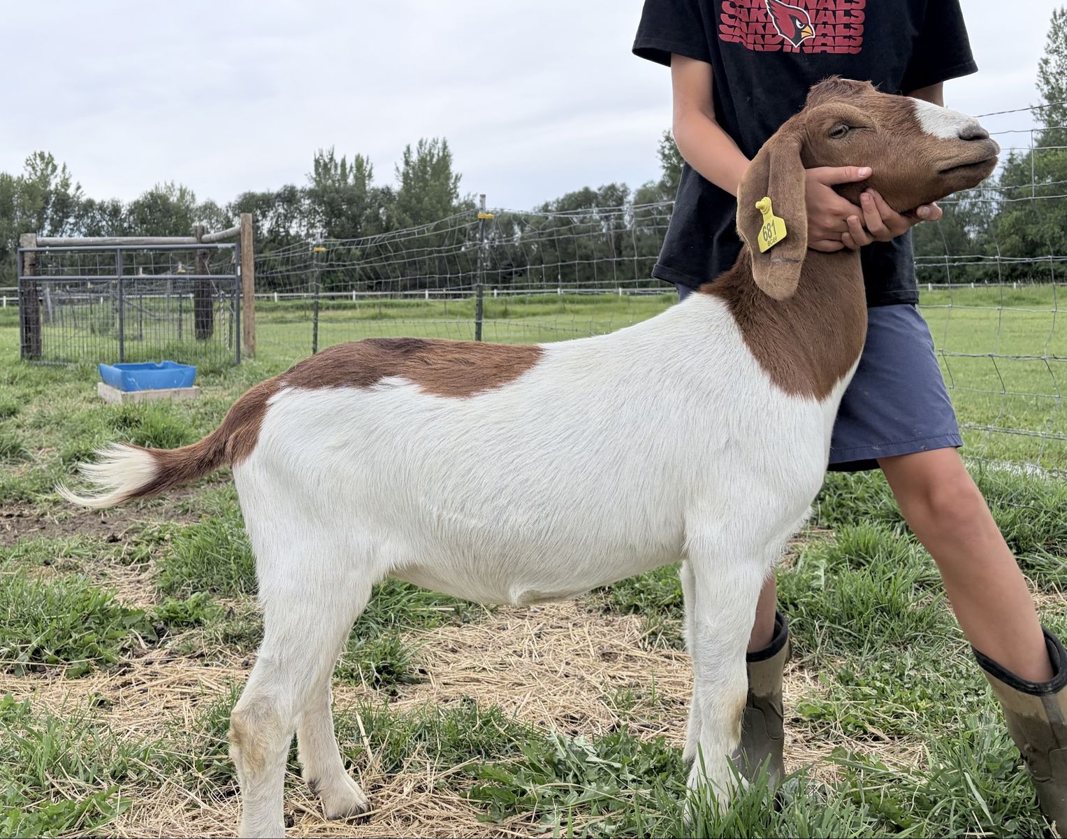Boer Goat -2.5 years old