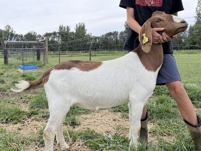 Boer Goat -2.5 years old