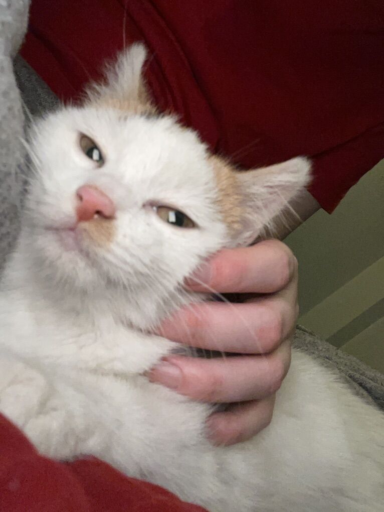 Calico Kitten For Sale