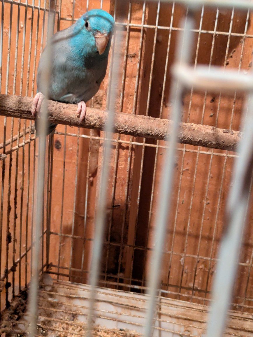 Male parrotlets