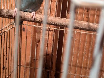 Male parrotlets