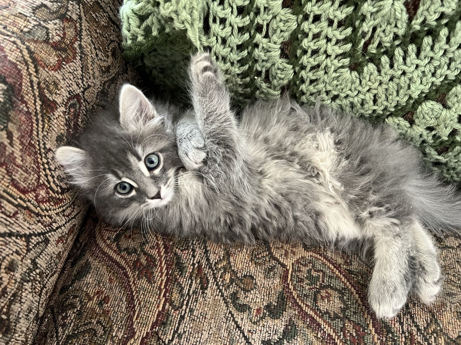 Adorable Fluffy Gray Kitten - Ready for her Forever Home!