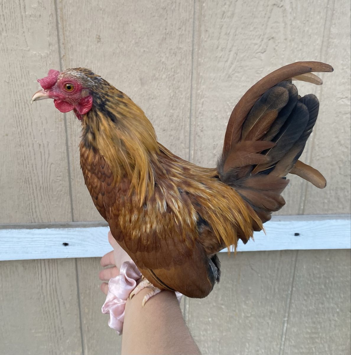 *El Corazon* Kikiriki Rooster