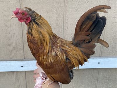 *El Corazon* Kikiriki Rooster