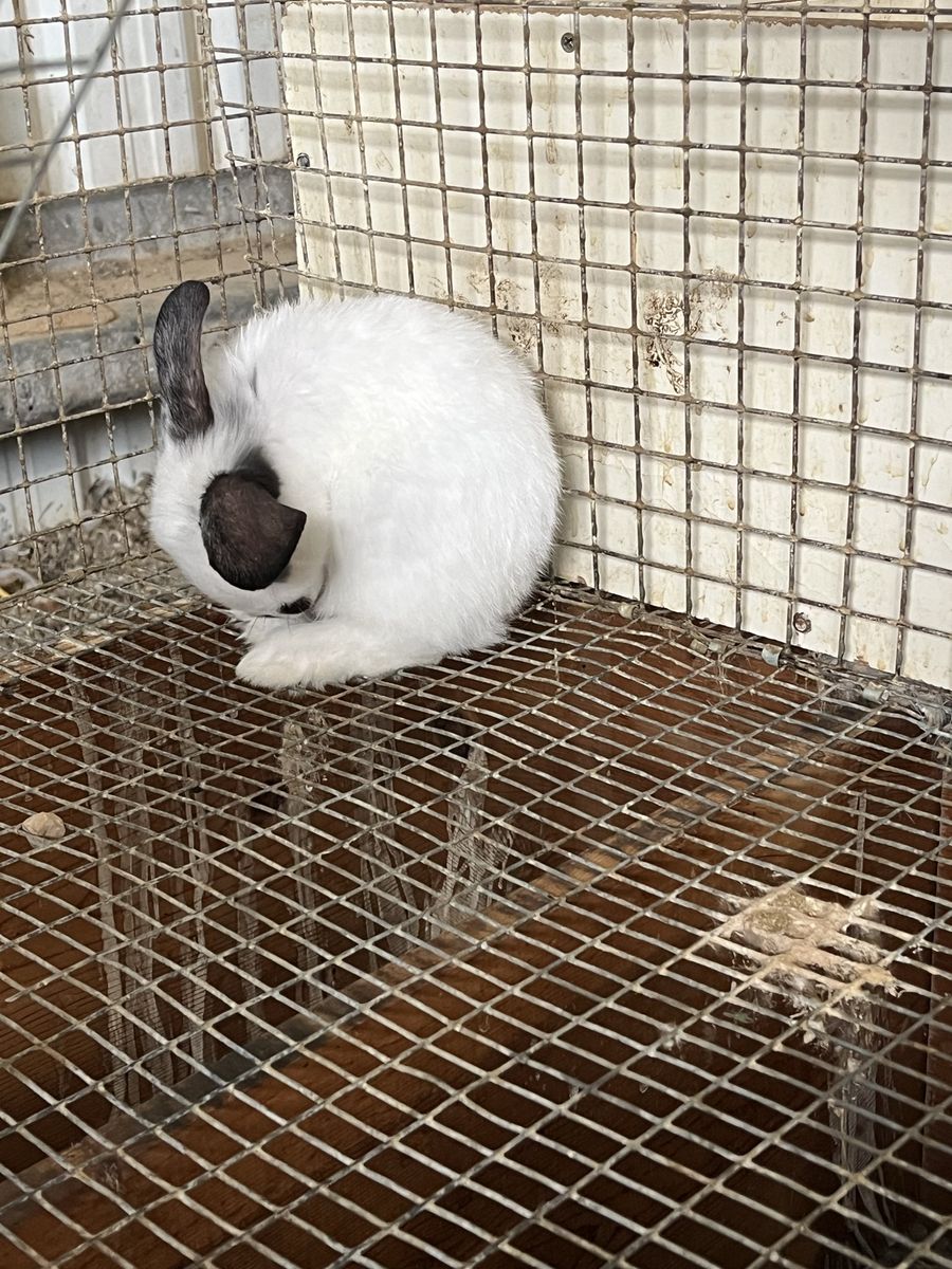 Adorable holland Lop/ New Zealand Rabbits - Healthy & Playful Baby Bunnies Ready for New Homes