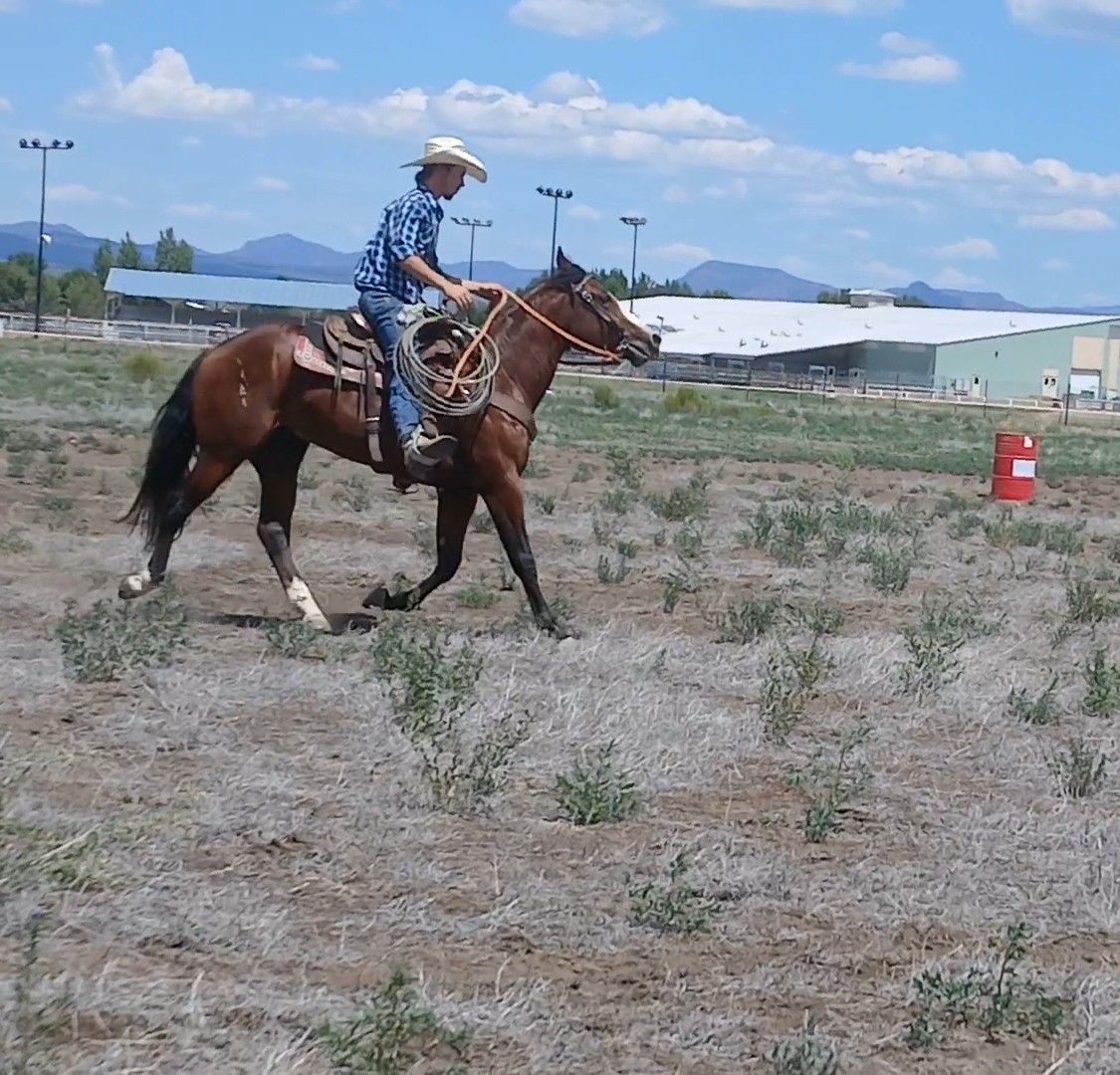 Aqha bay gelding