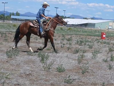 Aqha bay gelding