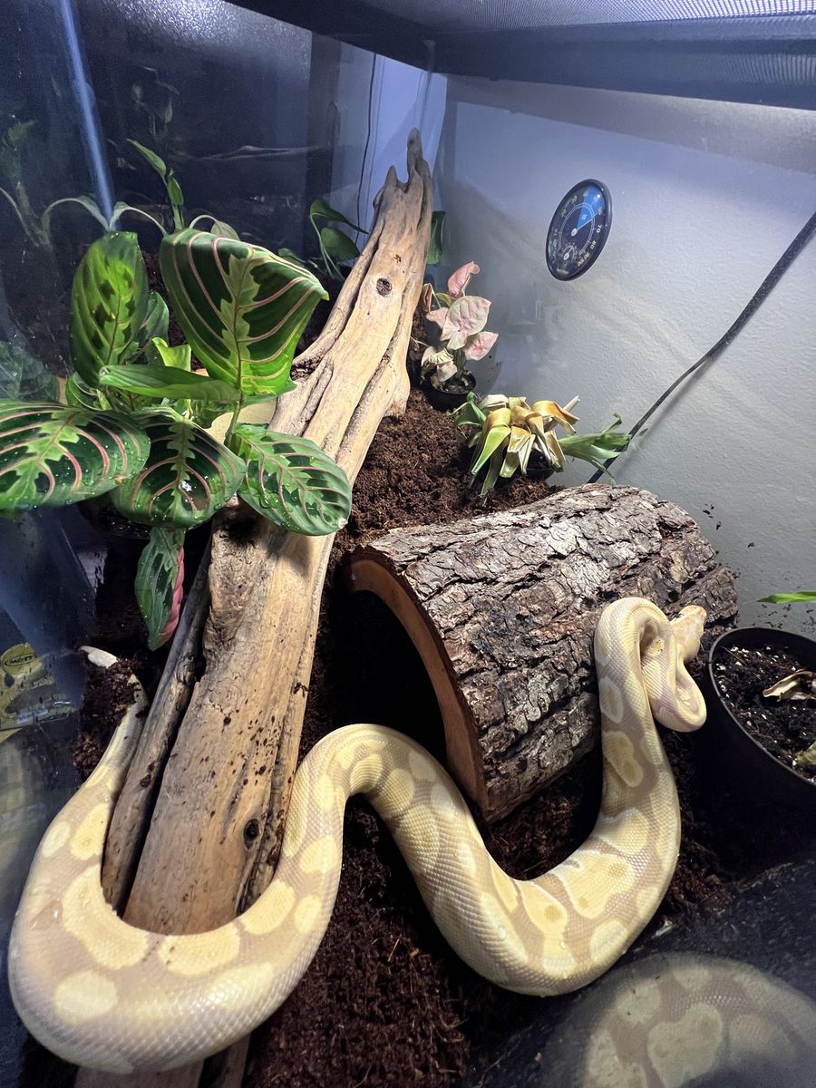 Snake and all