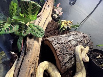 Snake and all