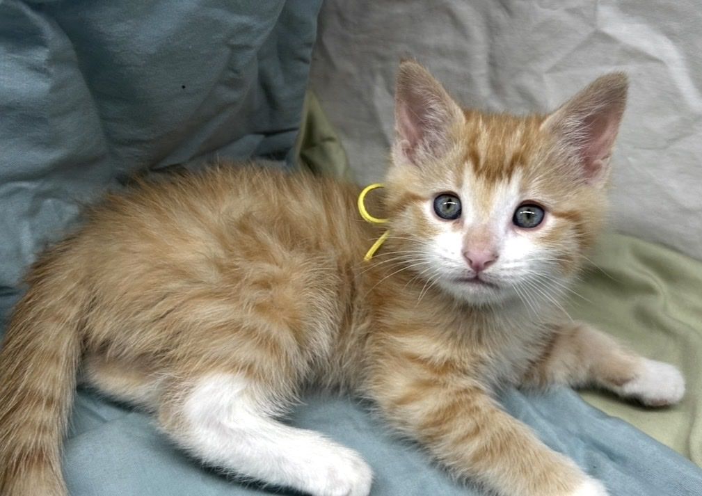 Adorable 8 Week Old Kittens, Litter Box Trained, Affectionate & Playful