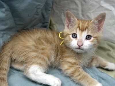 Adorable 8 Week Old Kittens, Litter Box Trained, Affectionate & Playful