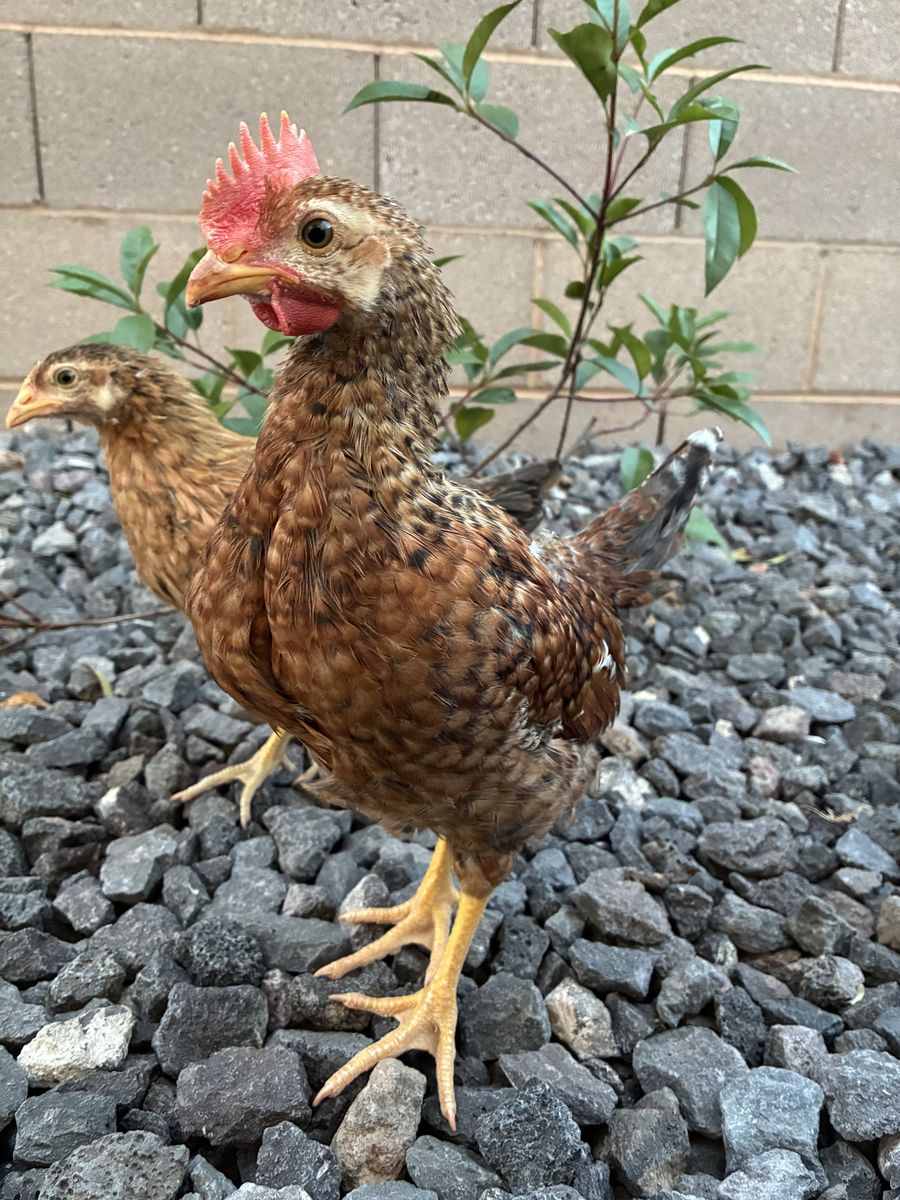 Free 10 week Easter Egger Rooster