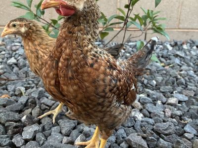Free 10 week Easter Egger Rooster