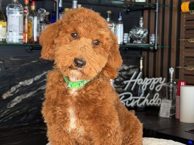Stunning Deep Red Mini poodles Puppies