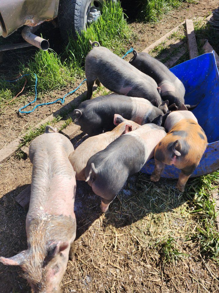 piglets