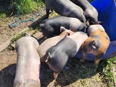 piglets