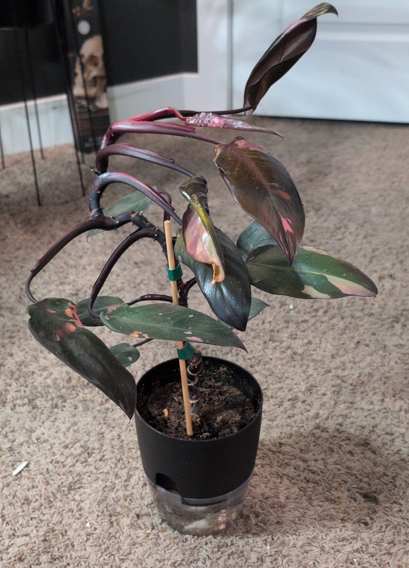 Philodendron Pink Princess