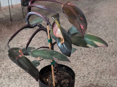 Philodendron Pink Princess