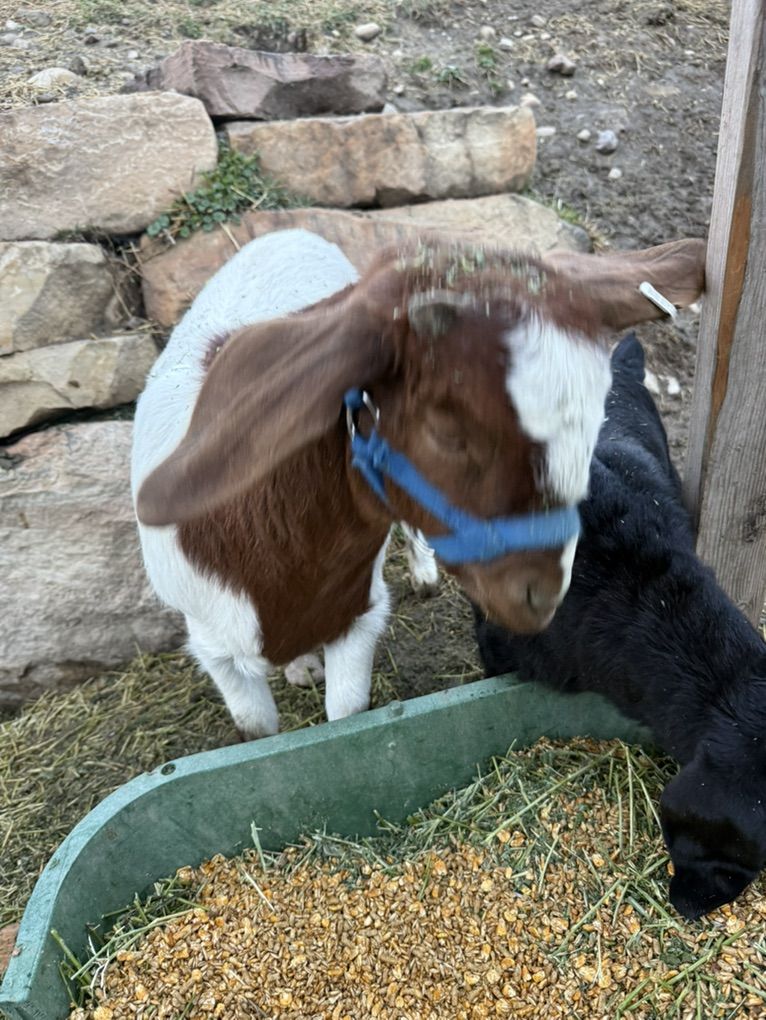 Nanny Boer goat And Baby