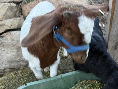 Nanny Boer goat And Baby