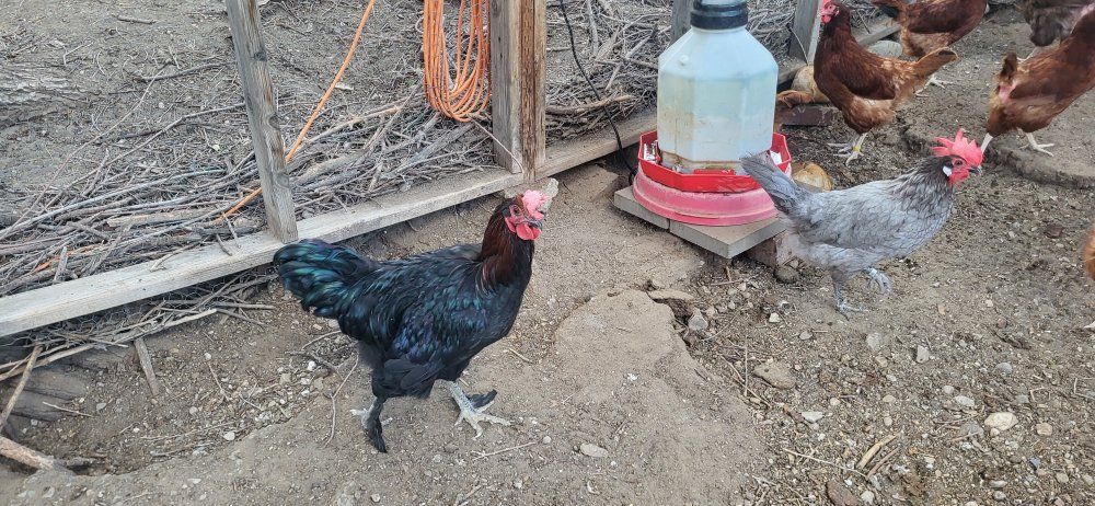 Black Copper Maran Roosters