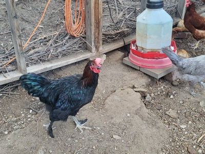 Black Copper Maran Roosters