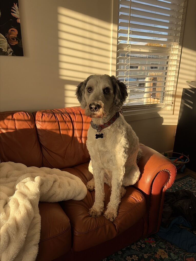 Rehome Poodle Mix Dog