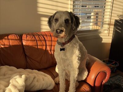 Rehome Poodle Mix Dog