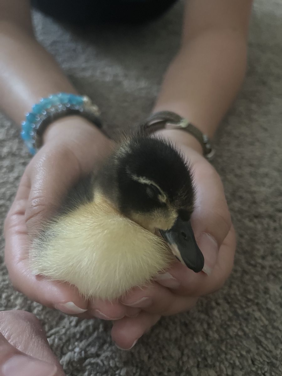 2 week old ducklings