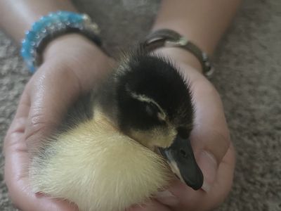 2 week old ducklings