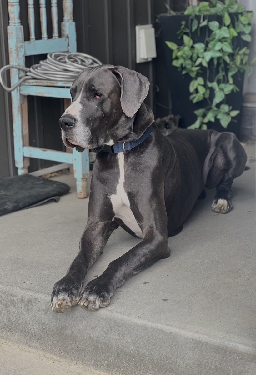 AKC BLUE MANTLE GREAT DANE STUD🩵