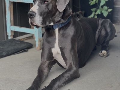 AKC BLUE MANTLE GREAT DANE STUD🩵