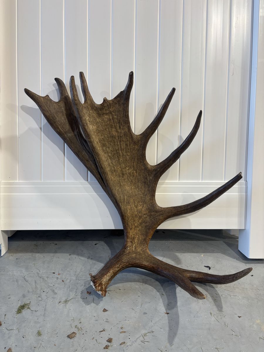 Cool Alaskan moose antler